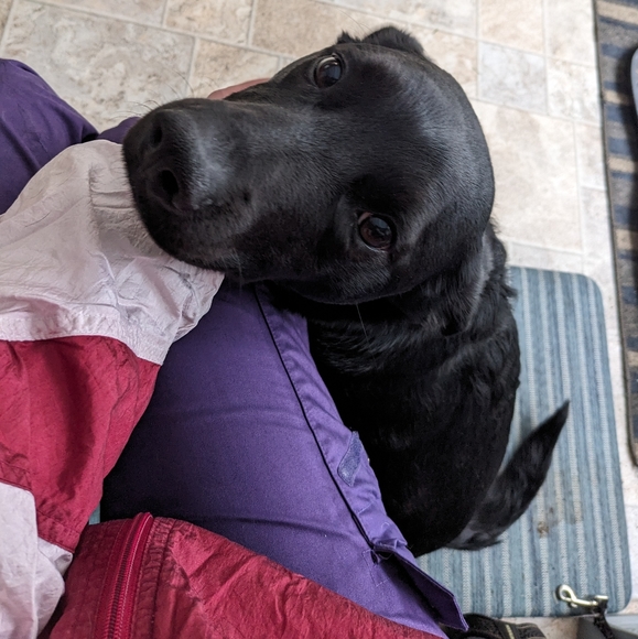 🌹The best boy follow Game! 😎 Not For Sale - Picture 2 of 2